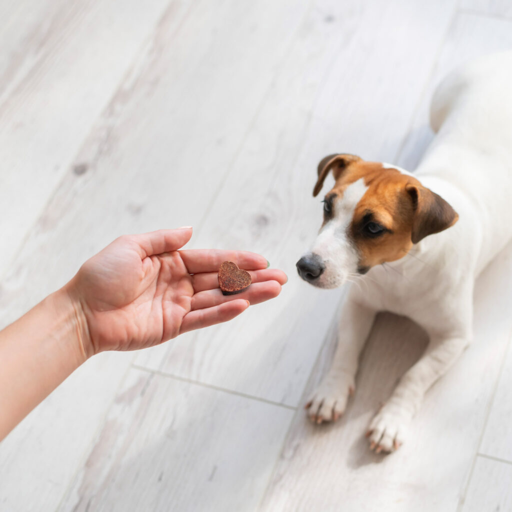 person's hand offering a dog a heart shapes soft chew